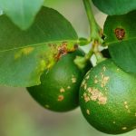 Citrus Disease