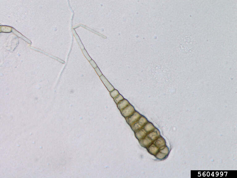Conidia of A. brassicae
