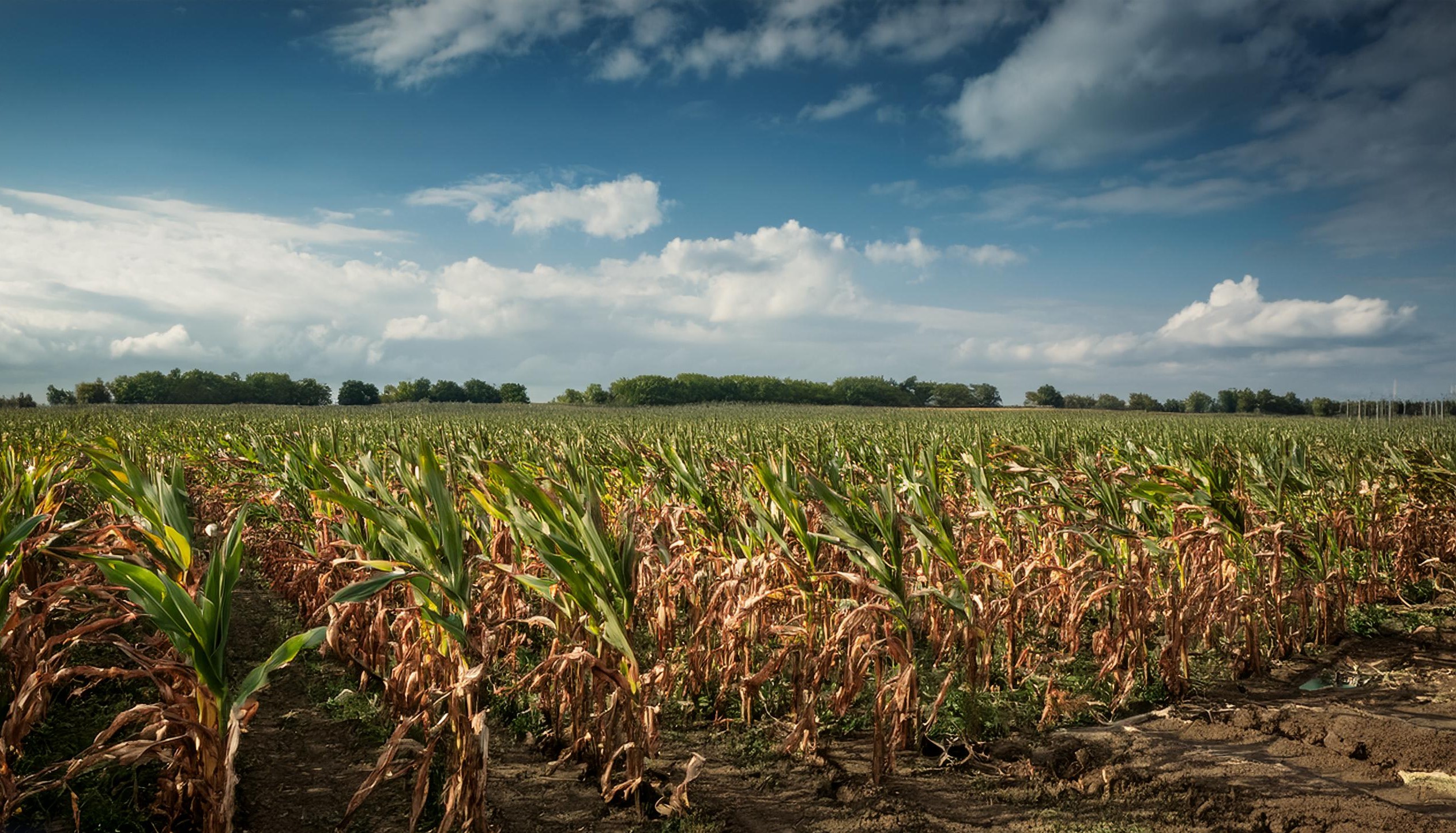 Northern and Southern Leaf Blight of Maize
