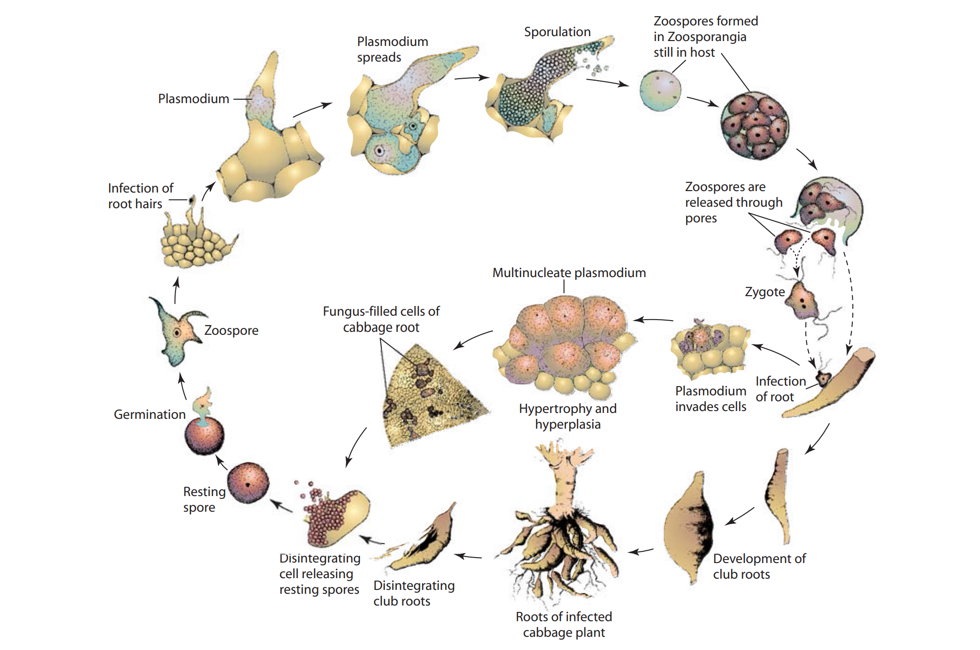 Disease cycle of club root of brassica caused by Plasmodiophora brassica