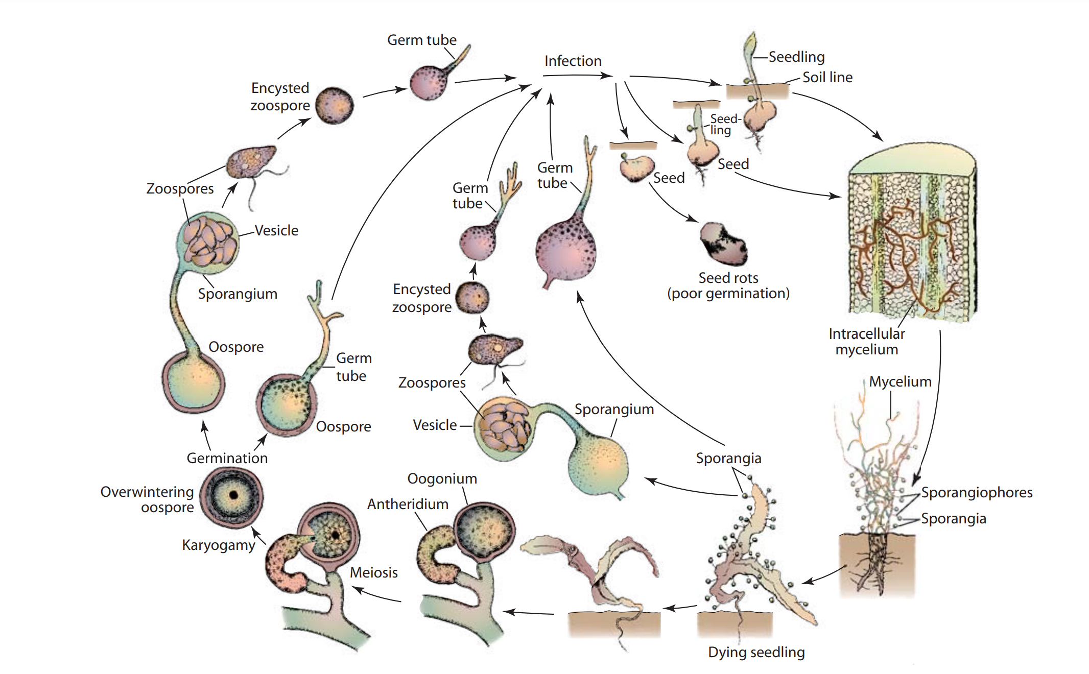 Disease cycle of damping-off caused by Pythium Spp.
