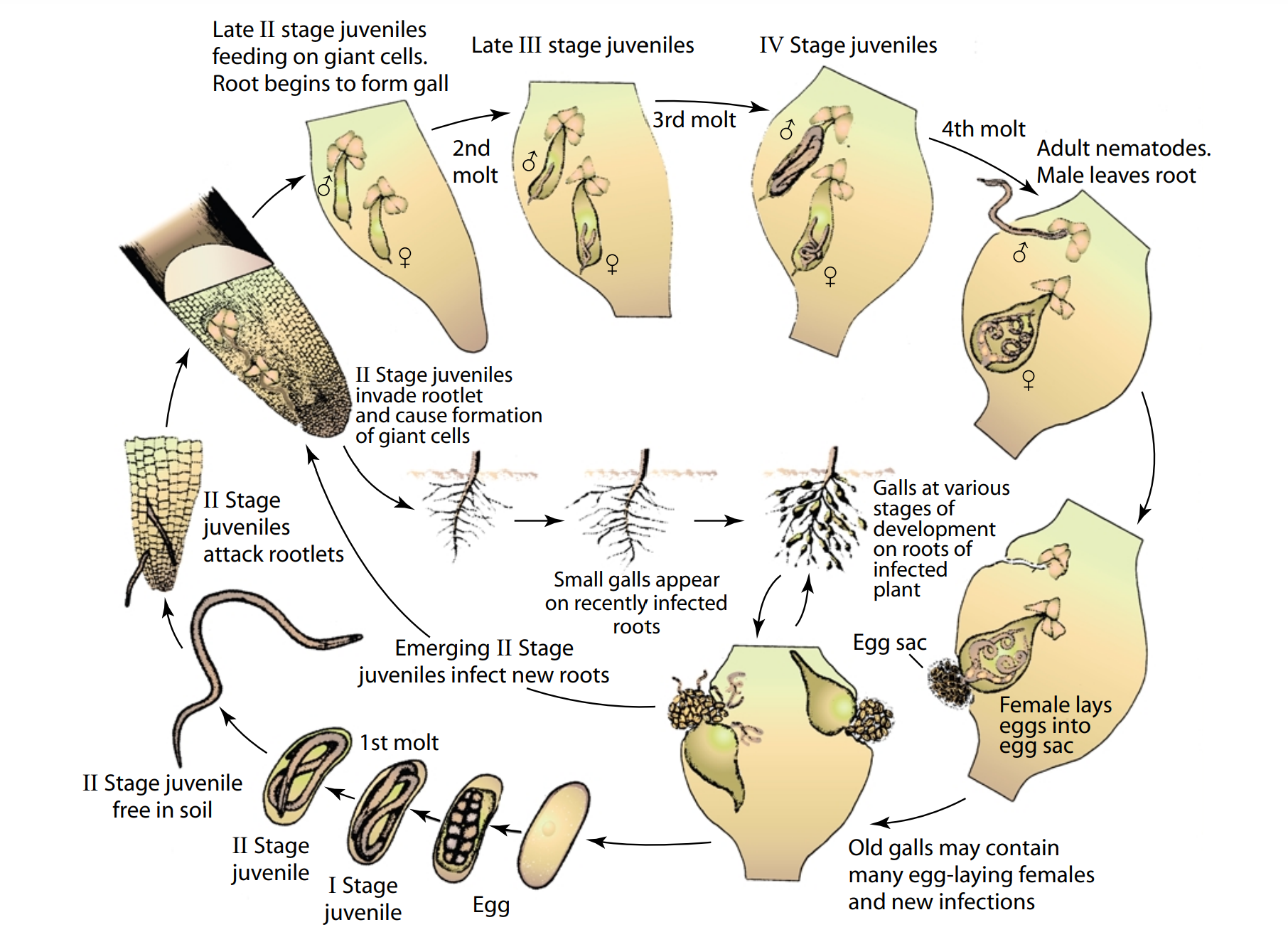 Disease Cycle of Root-Knot Nematode