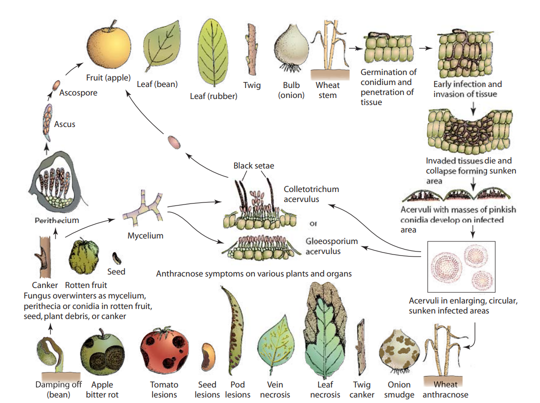 General Disease Cycle of Anthracnose caused by different fungal species on different crops.