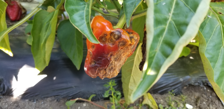 https://ag.umass.edu/vegetable/fact-sheets/solanaceous-anthracnose