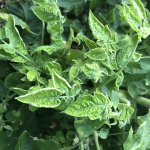 Symptomatic tomato plant infected with TYLCV. Note the leaf curl.