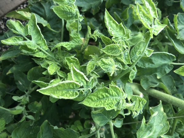 Symptomatic tomato plant infected with TYLCV. Note the leaf curl.