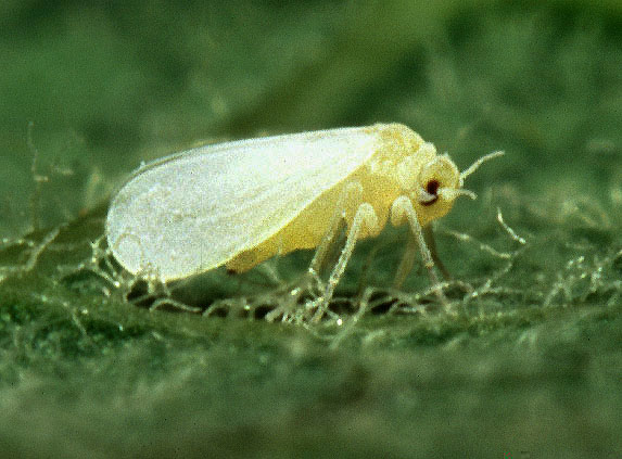 Whitefly feeding on the tomato leaf.