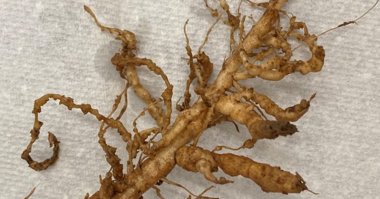 https://extension.usu.edu/vegetableguide/tomato-pepper-eggplant/root-knot-nematodes